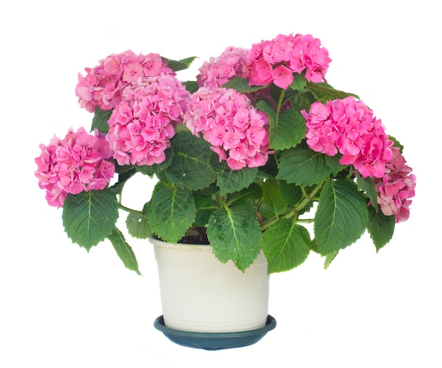 Pink hortensia flowers in pot close up isolated