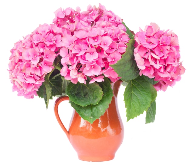 Pink hortensia flowers in pot  isolated