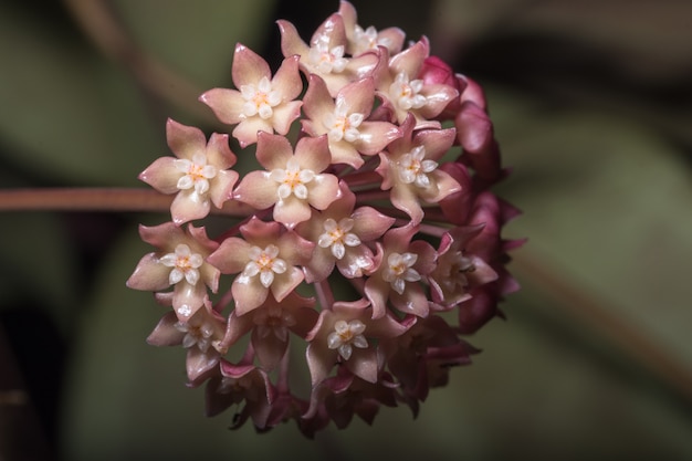 Pink hoya flower macro