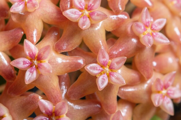 Pink Hoya Pink Flower