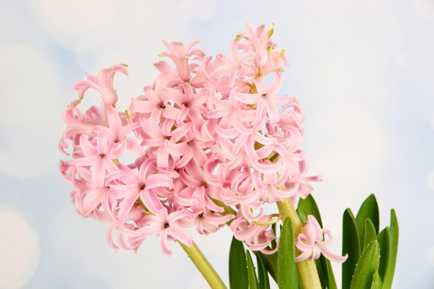 Pink hyacinth on bright background