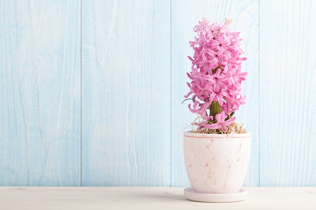 Pink hyacinth in flower pot