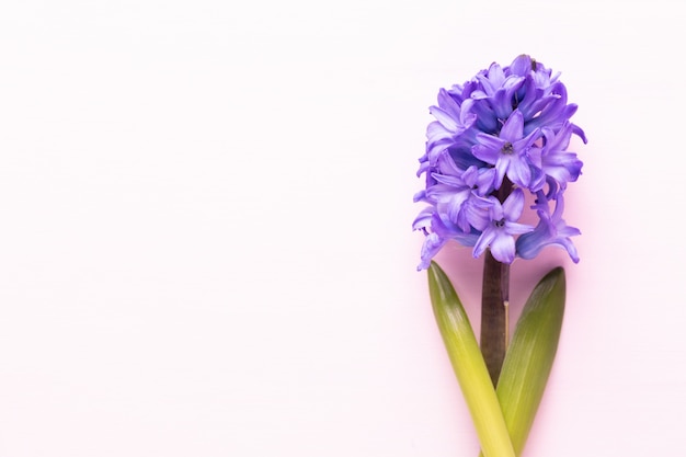 핑크 히아신스 꽃, 봄 꽃. 피는 히아신스의 향수는 이른 봄의 상징입니다. 인사말 카드, 평면 누워.