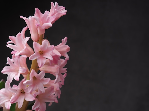 A pink hyacinth flower with the center of the flower.