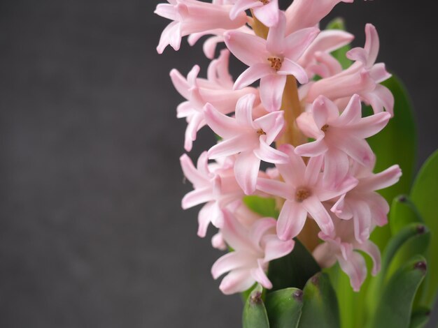 A pink hyacinth flower with the word hyacinth on it