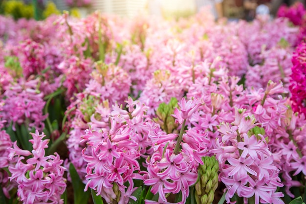 Pink Hyacinth Flowers background, Pink flowers bloom