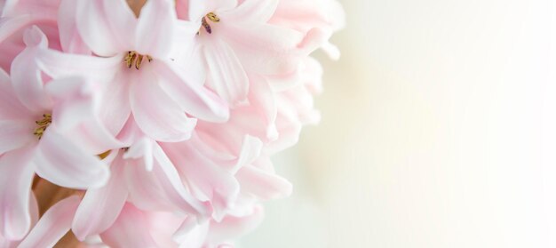 Pink hyacinth flowers close up copy space spring floral background