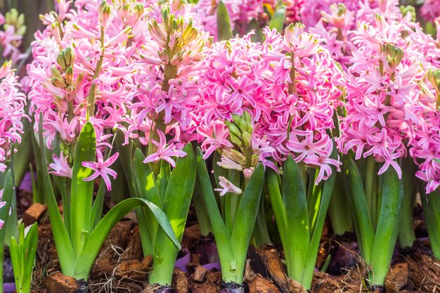 庭のピンクのヒヤシンスの花