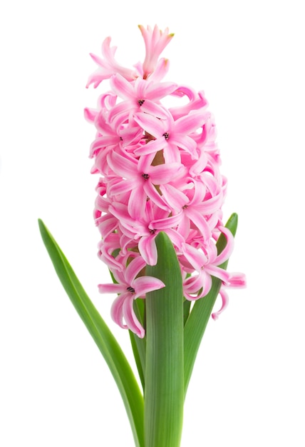 Pink hyacinth flowers isolated on white