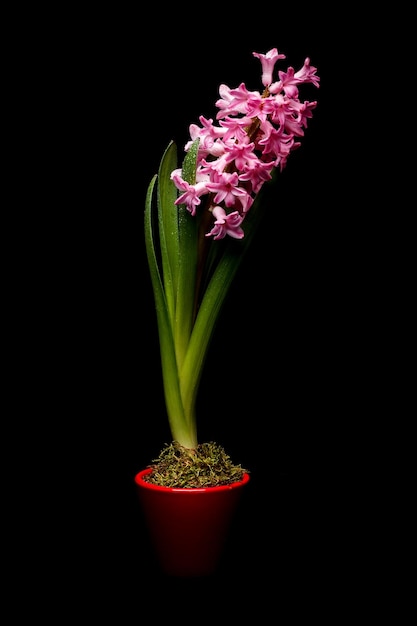 ピンクのヒヤシンスの花