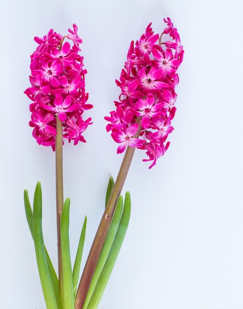 Pink Hyacinth flowers