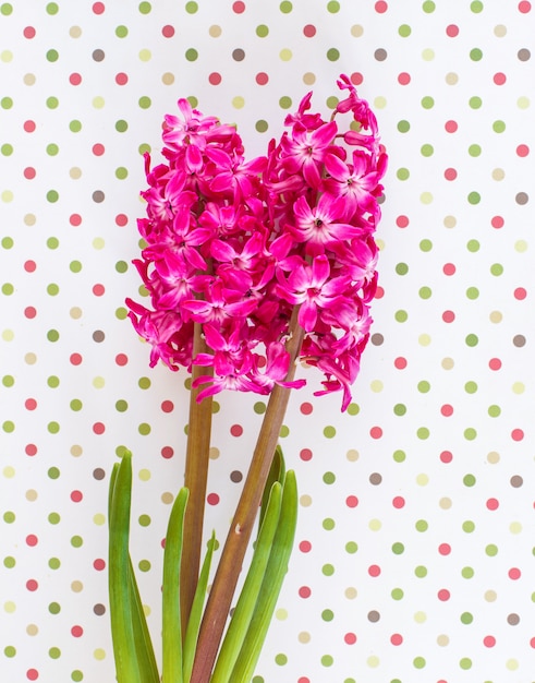 Pink Hyacinth flowers