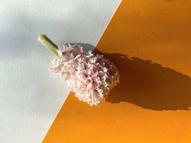 Photo pink hyacinth on an orange background