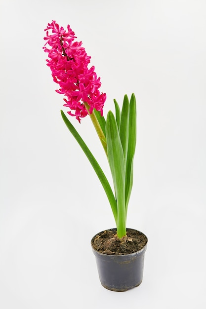 Pink hyacinth in a pot on a white background