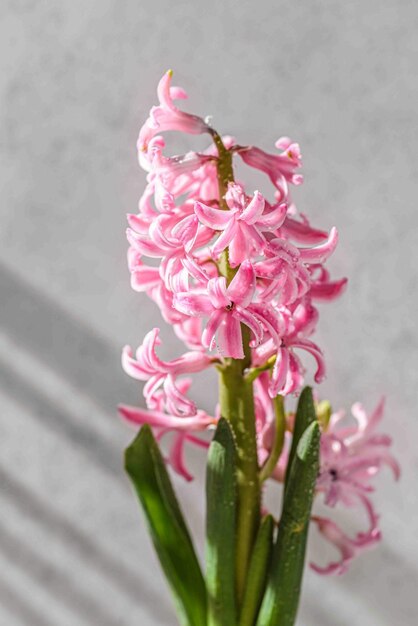 pink hyacinth in a white vase