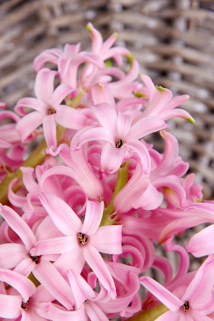 Pink hyacinth on wicker background