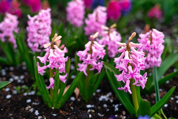 Pink hyacinths in the garden