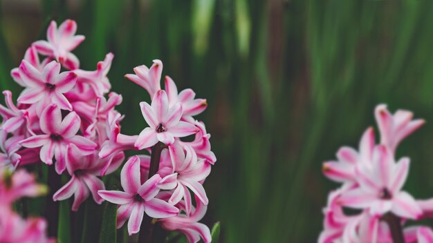 Pink hyacinths grow on spring garden.