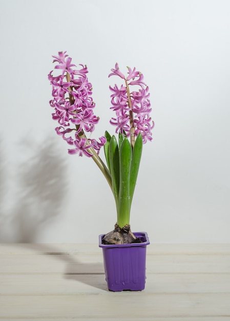 Pink hyacinths on a white wooden surface in a purple cup, spring forcing flowers