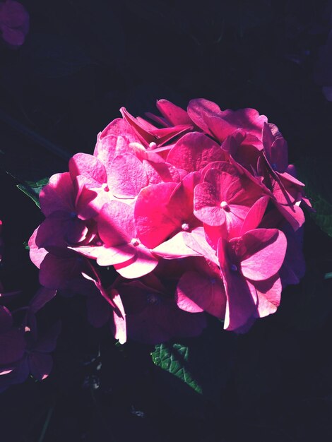 Photo pink hydrangea blooming outdoors