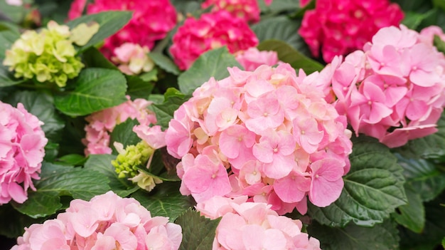 Pink hydrangea flower in a garden.