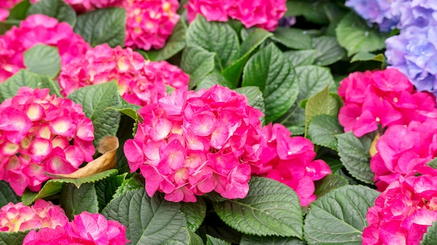 Pink hydrangea flower in a garden.