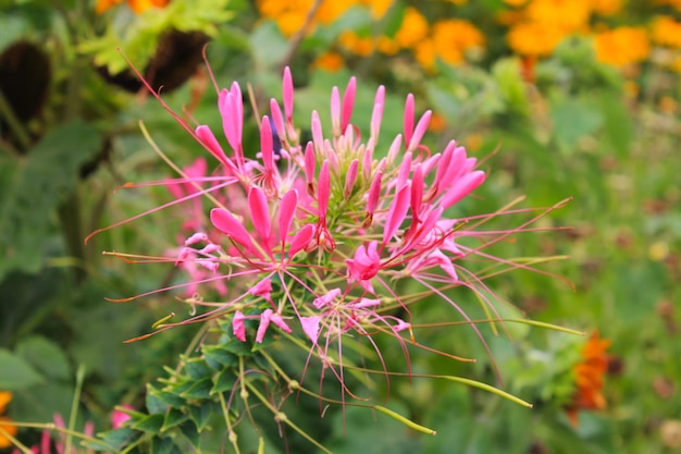 ピンクのアジサイの花は太陽に微笑んでいます孤立した背景にピンクのアジサイの花