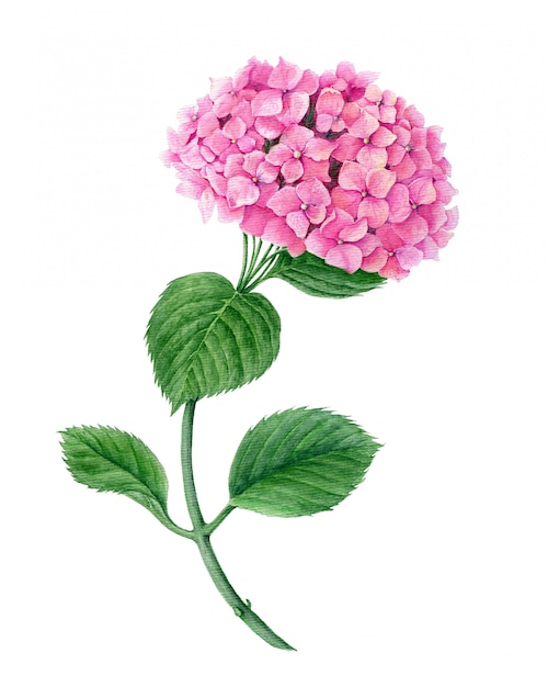 Pink Hydrangea flower isolated on a white background watercolor botanical illustration