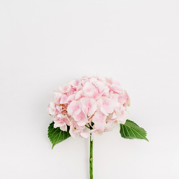 Pink hydrangea flower on white surface