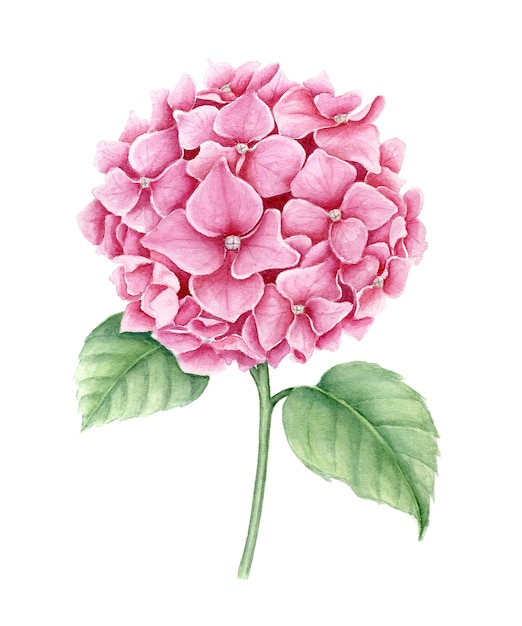 Pink Hydrangea flower with green leaves watercolor illustration