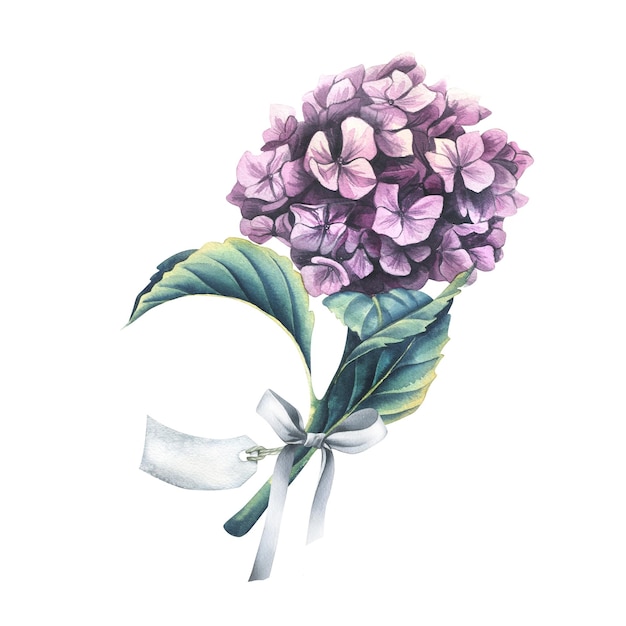 A pink hydrangea flower with a satin bow and a paper tag for the inscription Watercolor illustration An isolated object from the WEDDING FLOWERS collection For the design and design of printing