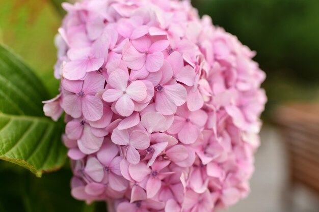 ピンクのあじさいの花咲くオルテンシアの花