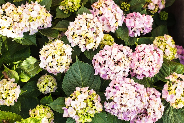 Pink hydrangea flowers on the bush in the flower garden