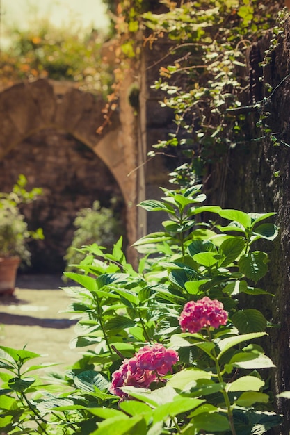 Cespuglio di fiori di ortensia rosa su una strada soleggiata