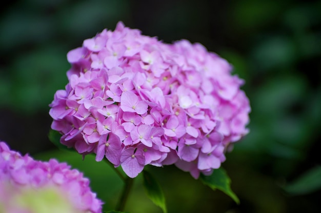 Pink hydrangea flowers close up