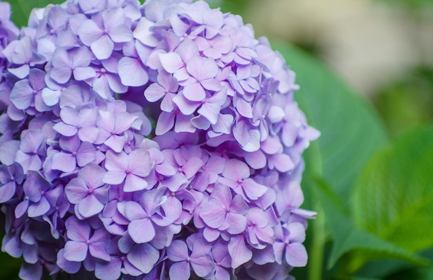 Pink hydrangea flowers close up