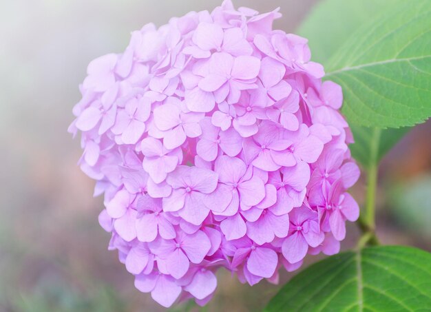 I fiori rosa dell'ortensia si chiudono su