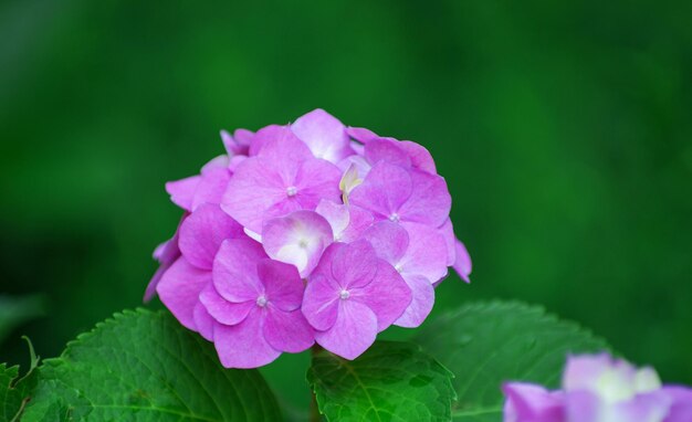 Image of Single pink hydrangea flower against a green background