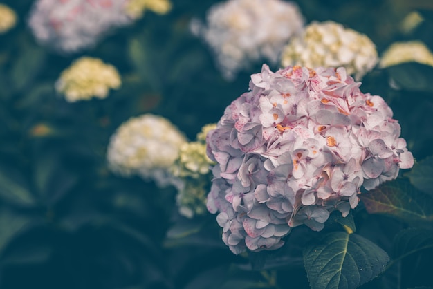 Pink hydrangea flowers in the garden