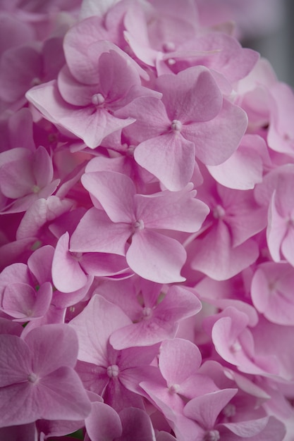 Pink hydrangea flowers