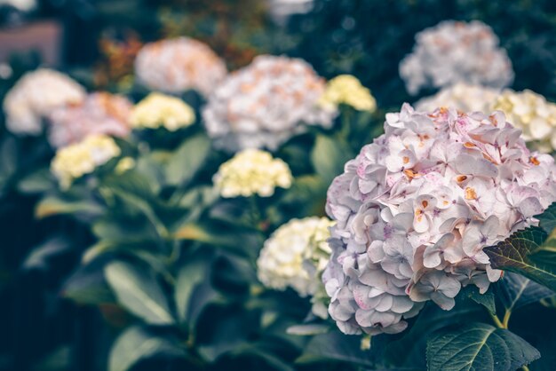 ピンクのアジサイの花