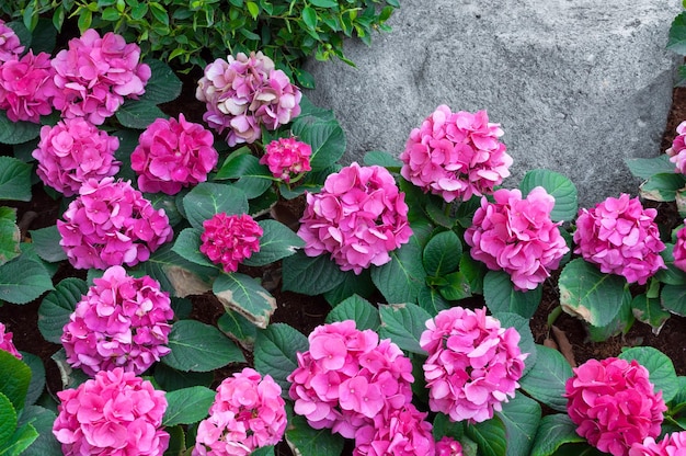 Pink hydrangea in the garden