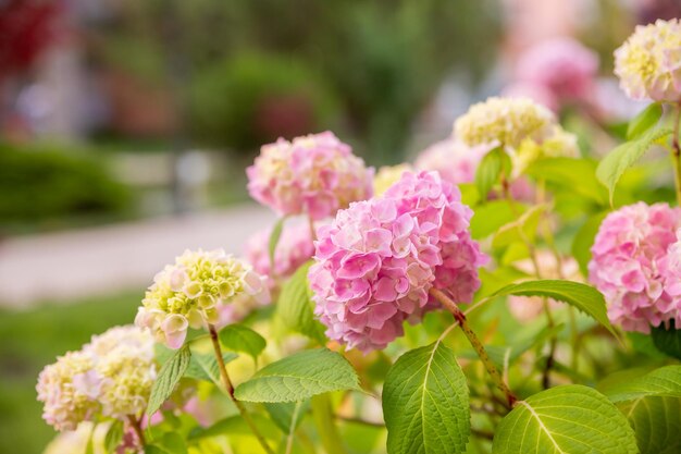 晴れた夏の日に庭に新緑の葉を持つ植木鉢に満開のピンクのアジサイ・マクロフィラまたはオルテンシアの低木咲くアジサイ