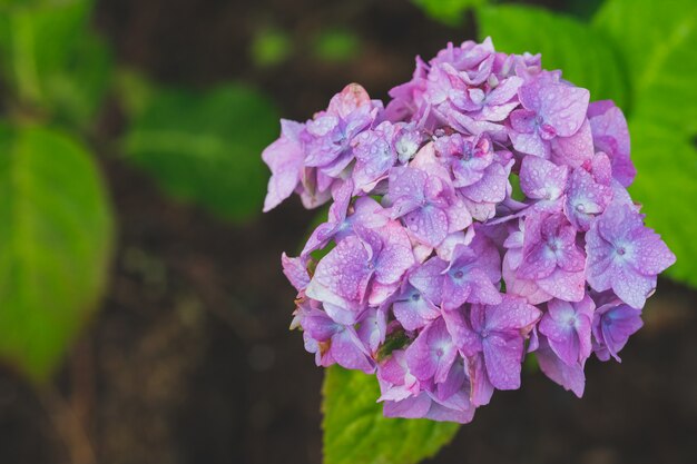 日光とピンクのアジサイ。アジサイの芽。日本の青、紫のアジサイ。