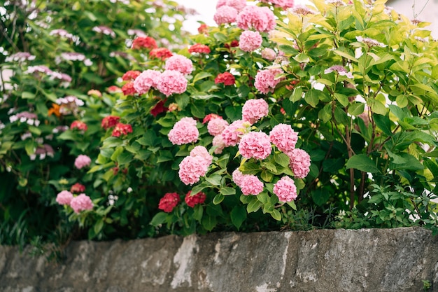 Foto ortensie rosa in fitti cespugli dietro un bordo di pietra.