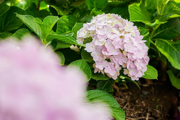 Pink hydrangeas flowers in the garden