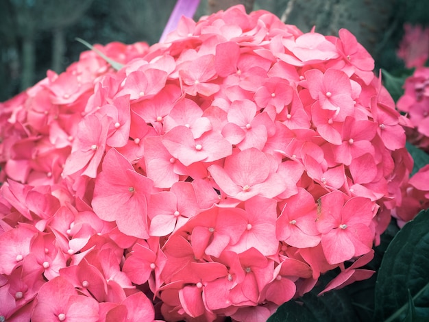 Fiori rosa di hydrengeas che fioriscono nel giardino.