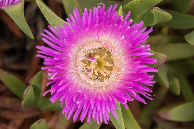 Pink ice plant