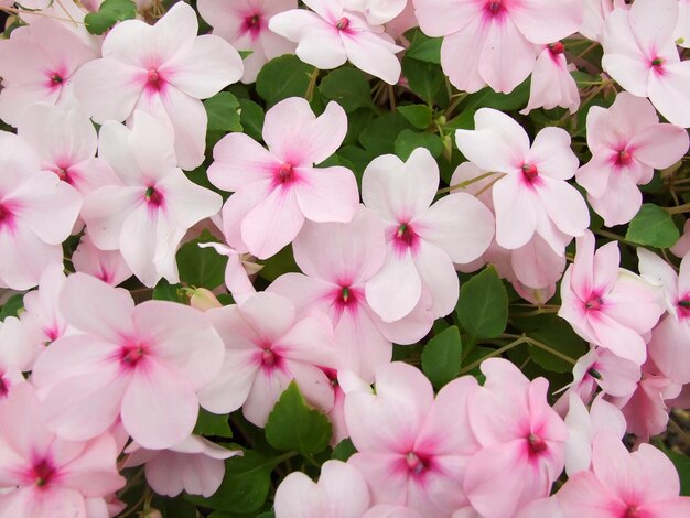 pink impatiens Busy Lizzie scientific name Impatiens walleriana flowers also called Balsam