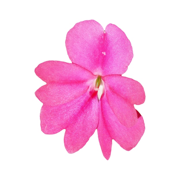 Pink impatiens flower isolated over white